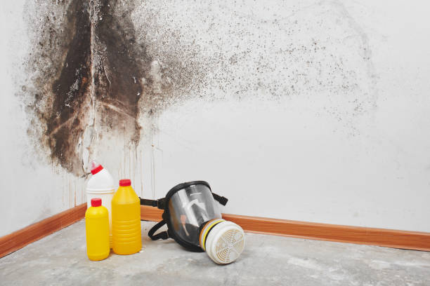 Best Crawl Space Mold Remediation in East Falmouth, MA