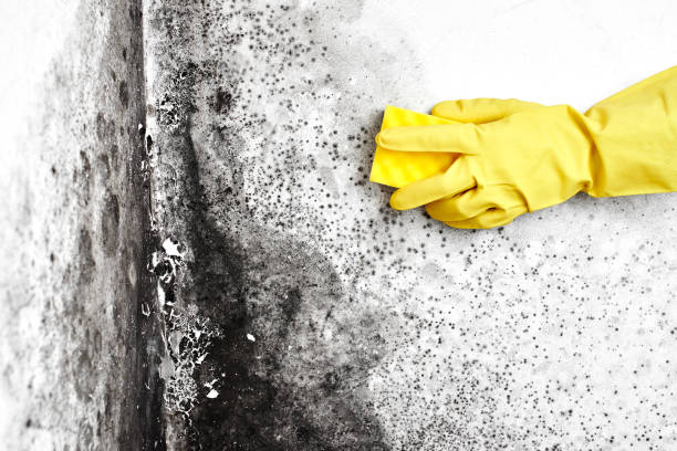 Best Post-Remediation Services in East Falmouth, MA