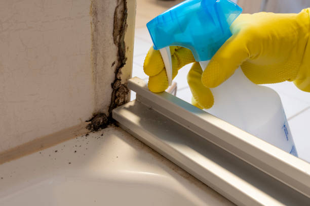 Best Mold Remediation for Schools in East Falmouth, MA