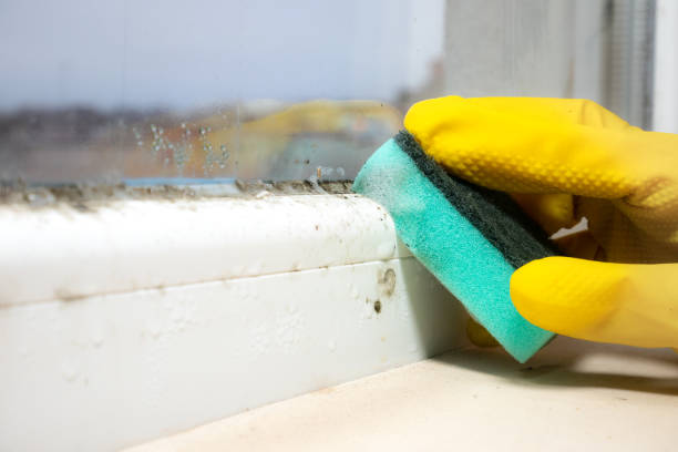 Best Mold Testing and Inspection Services in East Falmouth, MA