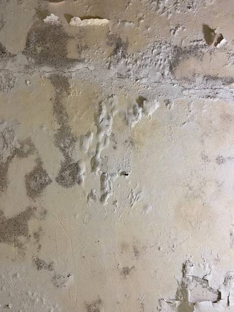  East Falmouth, MA Mold Removal Pros