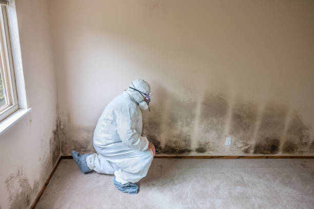 Best Basement Mold Remediation in East Falmouth, MA