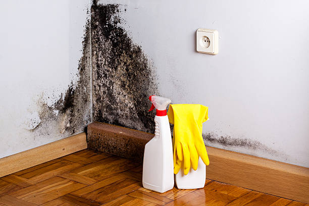 Best Attic Mold Remediation in East Falmouth, MA