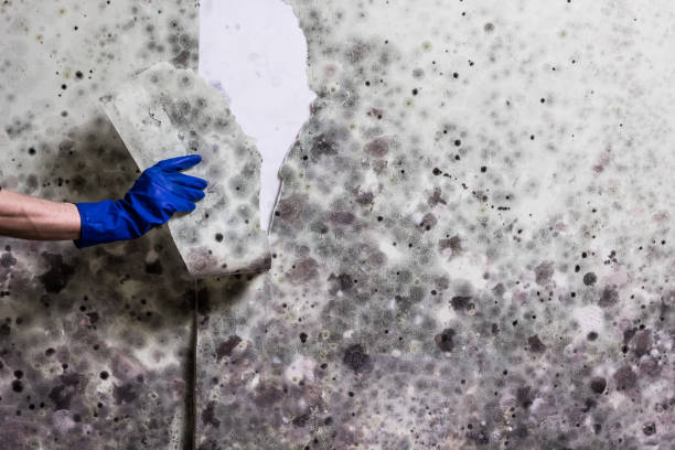 East Falmouth, MA Mold Remediation Company