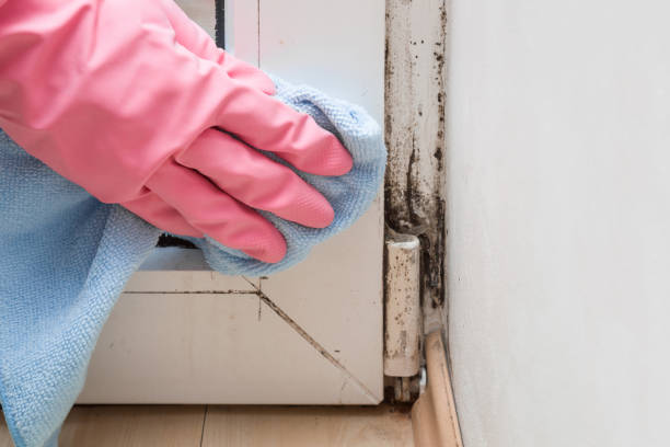 Best Attic Mold Remediation in East Falmouth, MA
